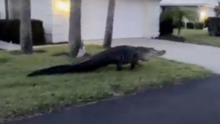 Gran caimán se pasea por vecindario en Florida