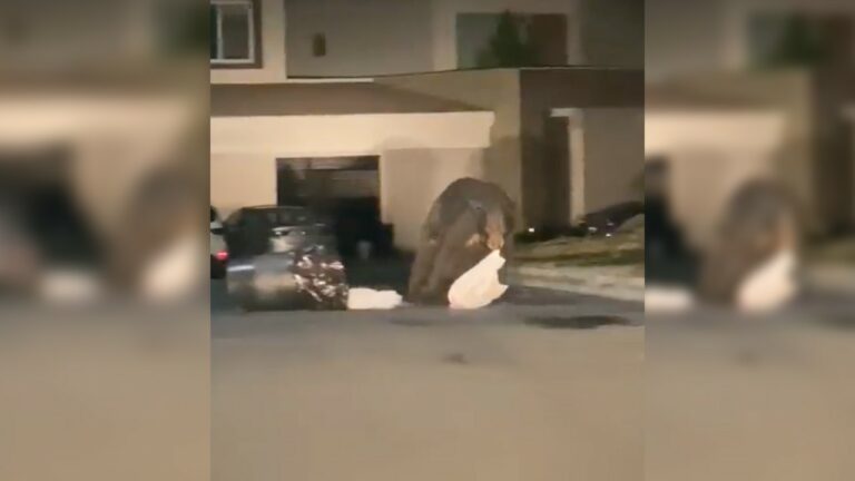Oso hurga entre la basura de casas en Monterrey