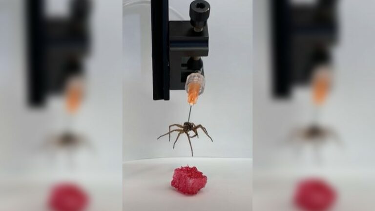 Crean robots con cadáveres de arañas